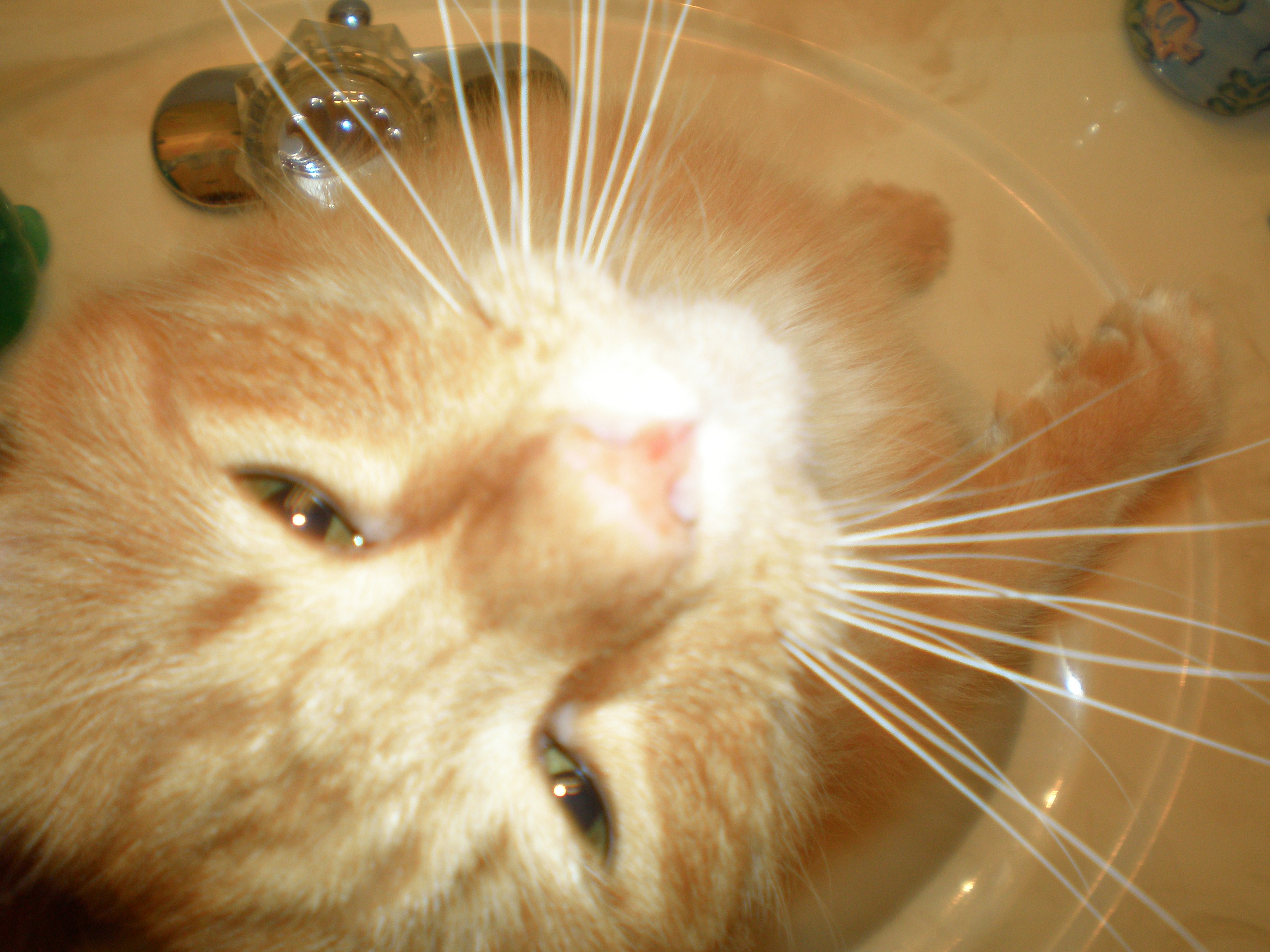 kittyboy.jpg